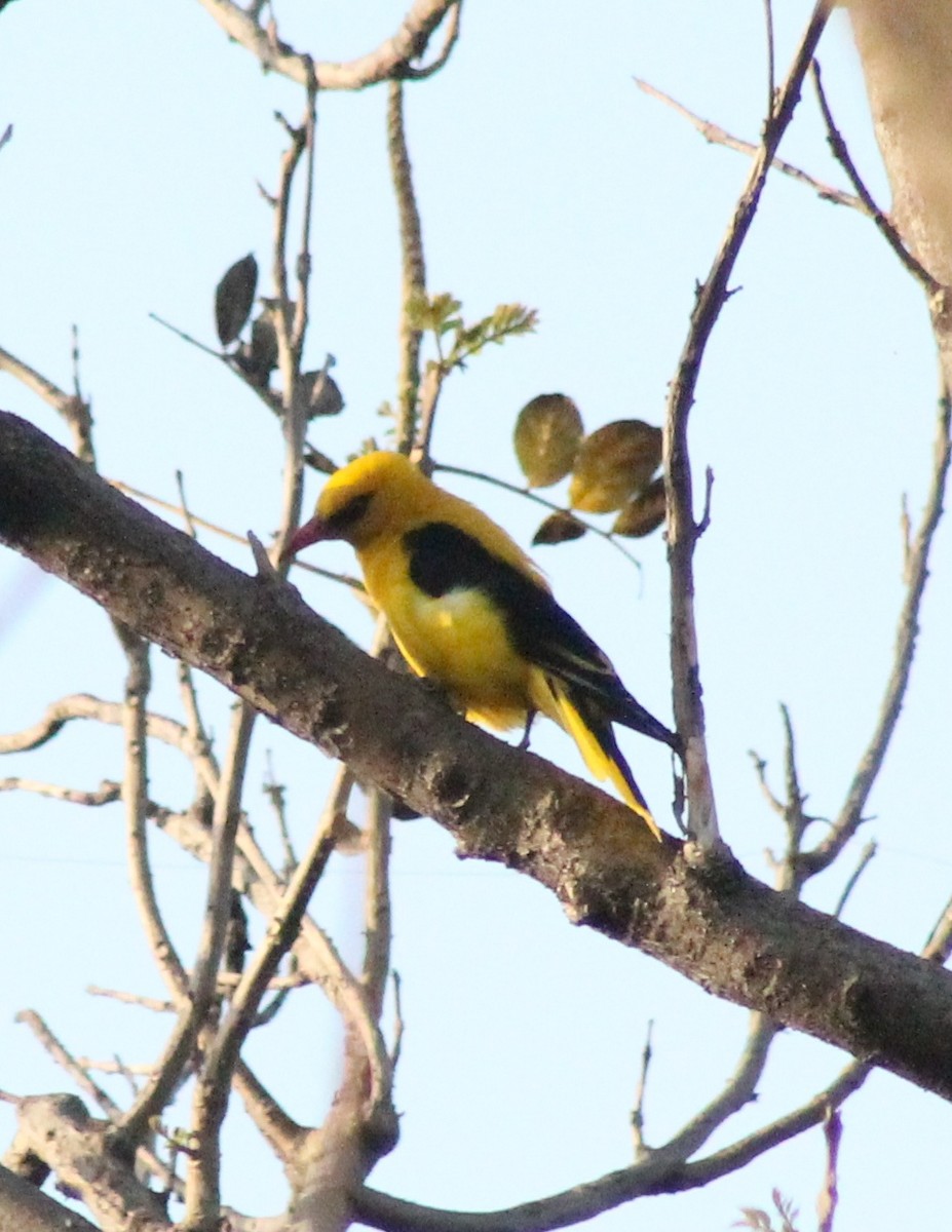 Indian Golden Oriole - Madhavi Babtiwale