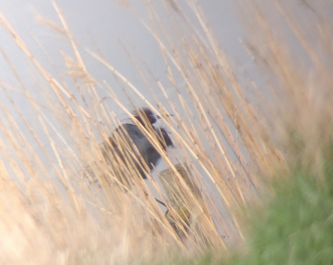 Little Blue Heron - Nolan Meyer