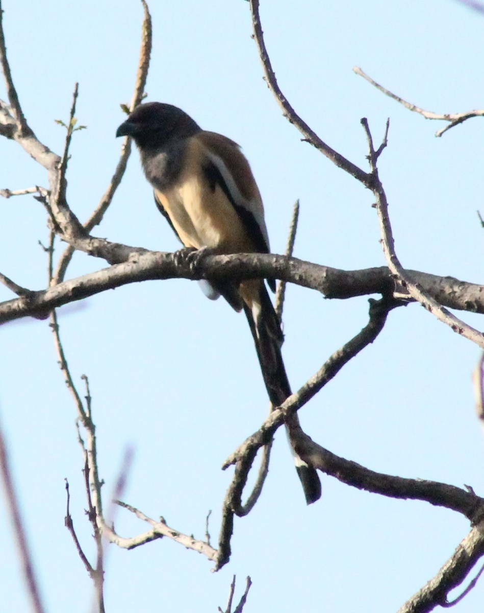 Rufous Treepie - ML618359461