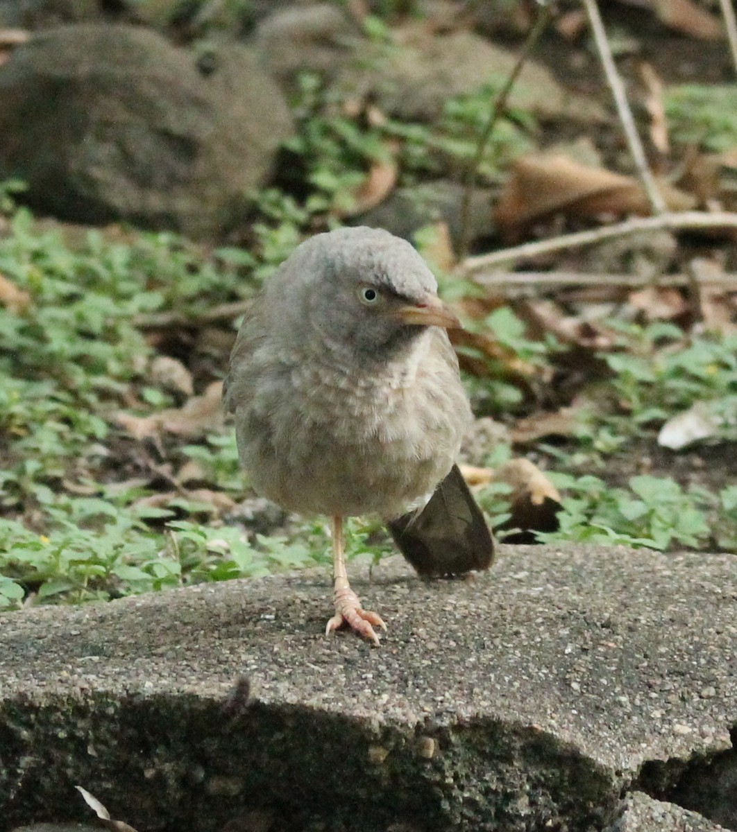 Jungle Babbler - ML618359465