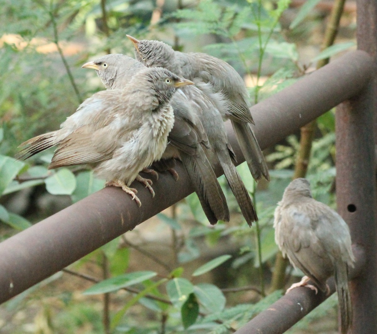 Jungle Babbler - ML618359467