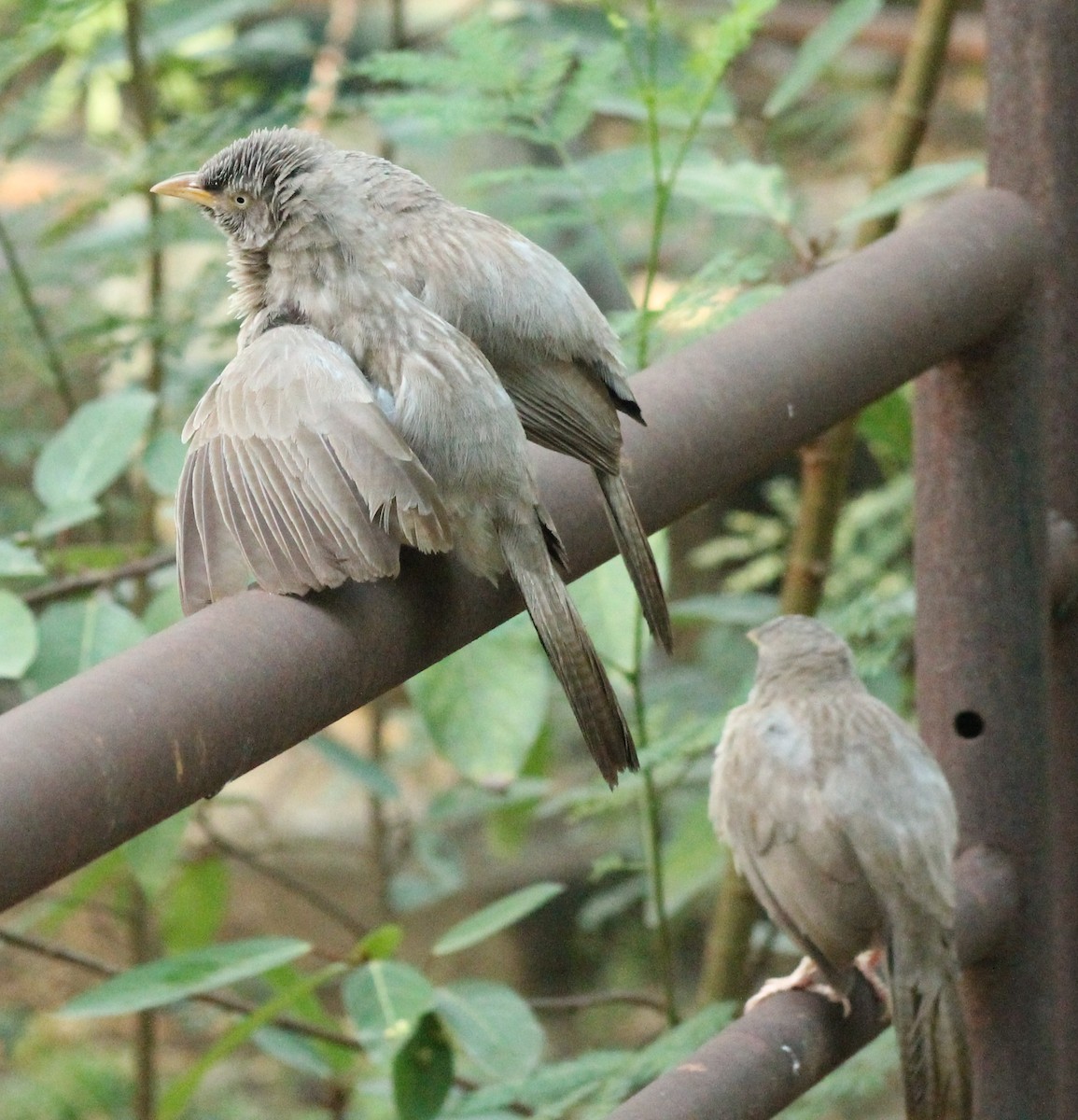 Jungle Babbler - ML618359469