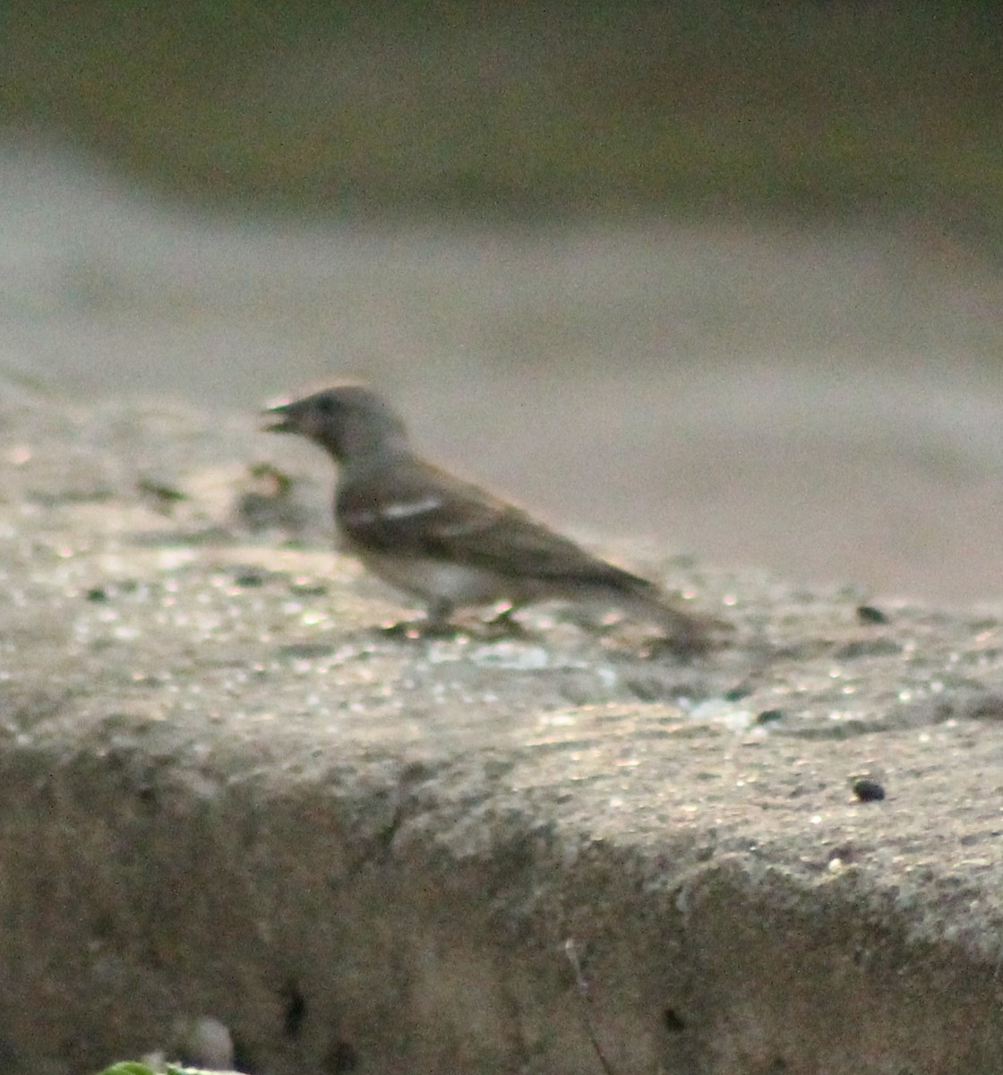 Yellow-throated Sparrow - ML618359477