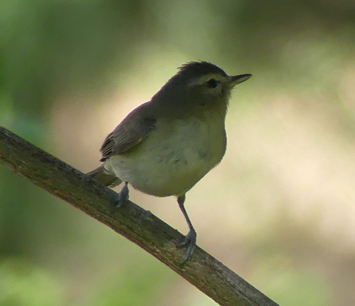 Warbling Vireo - Guadalupe Esquivel Uribe