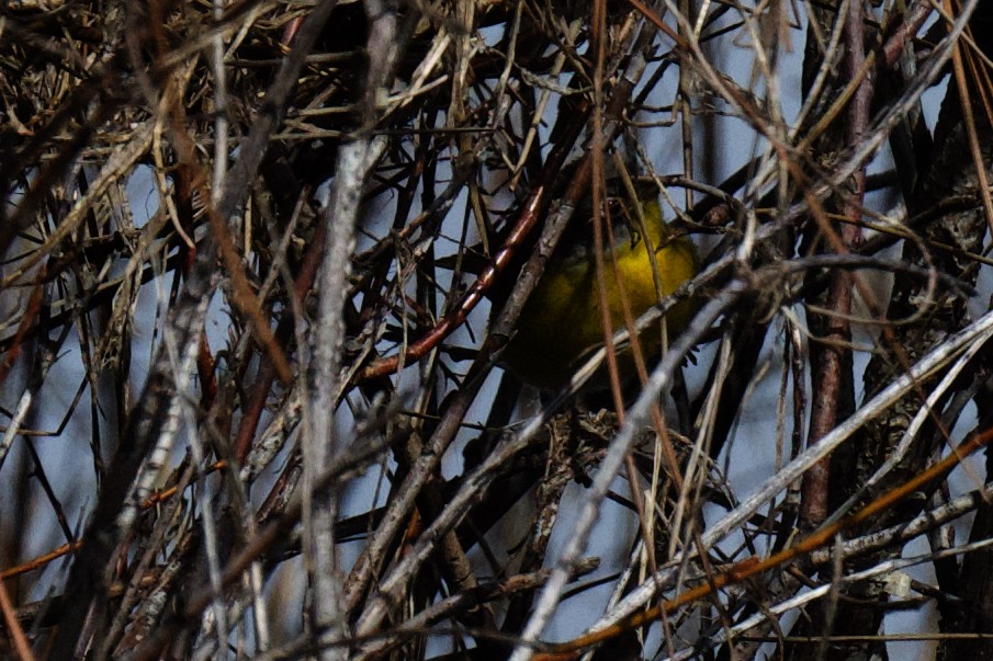 Nashville Warbler - gene collins