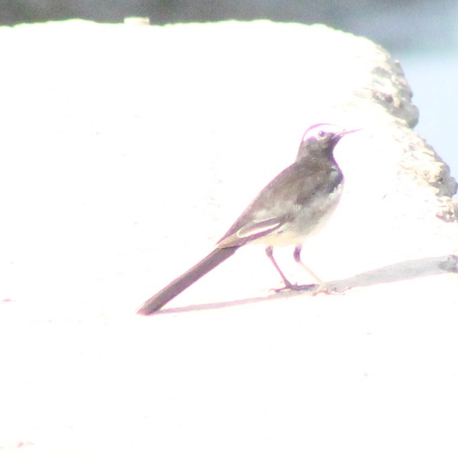 White-browed Wagtail - ML618359498