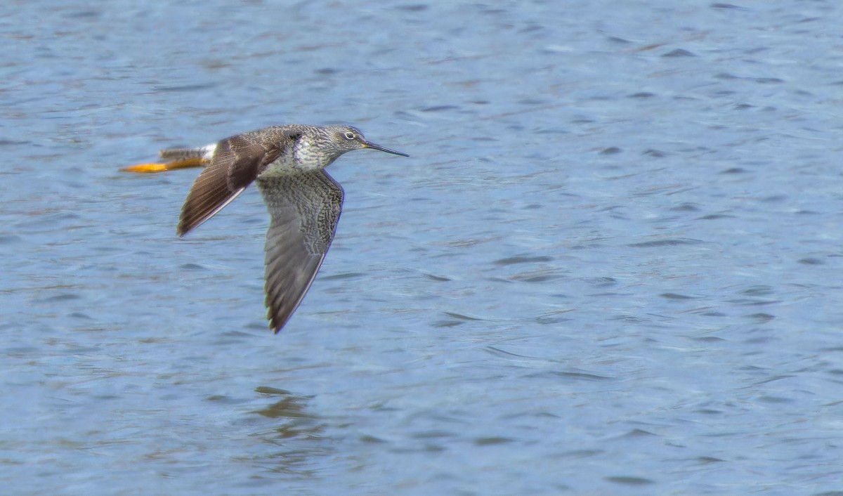 Greater Yellowlegs - Tara Plum