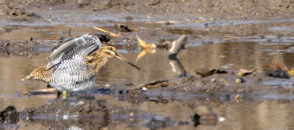 Wilson's Snipe - Tara Plum