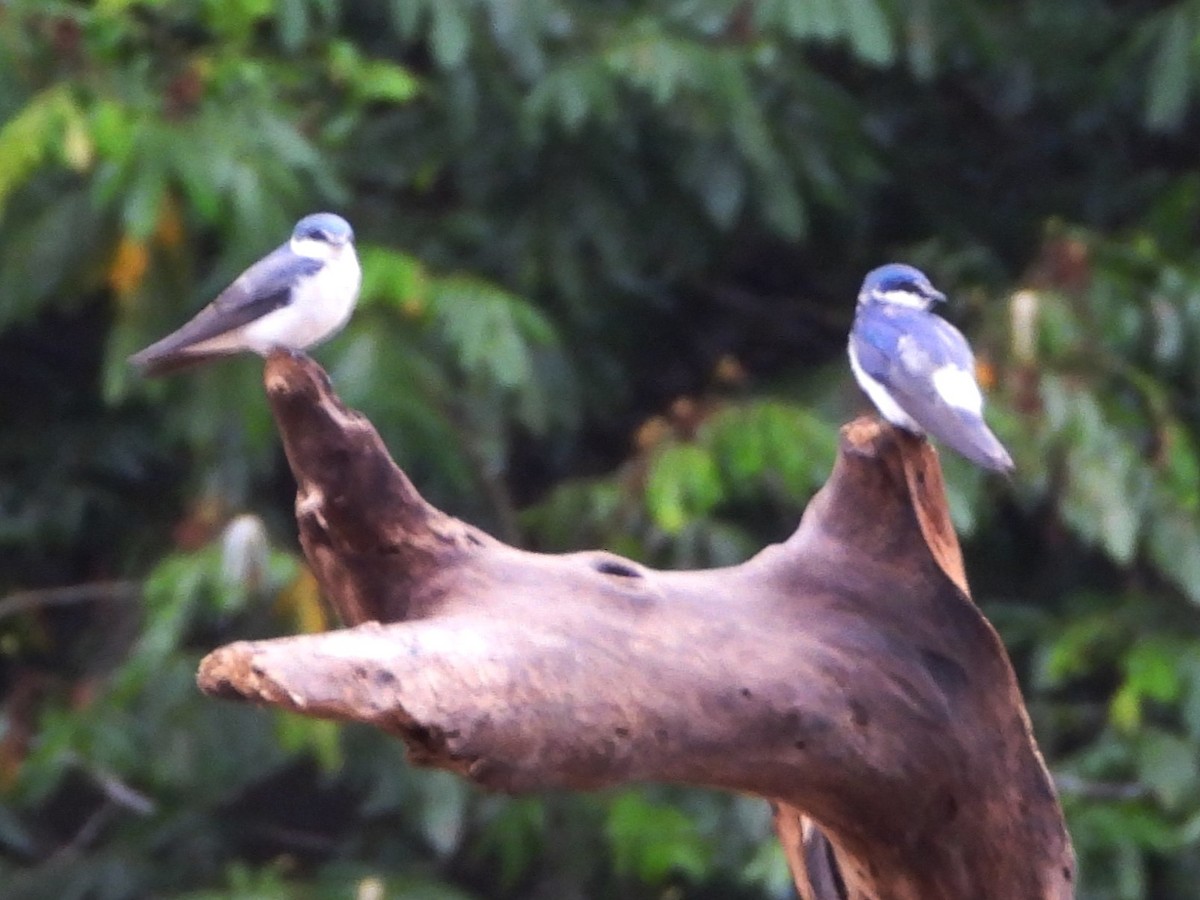 Mangrove Swallow - Mary Leigh