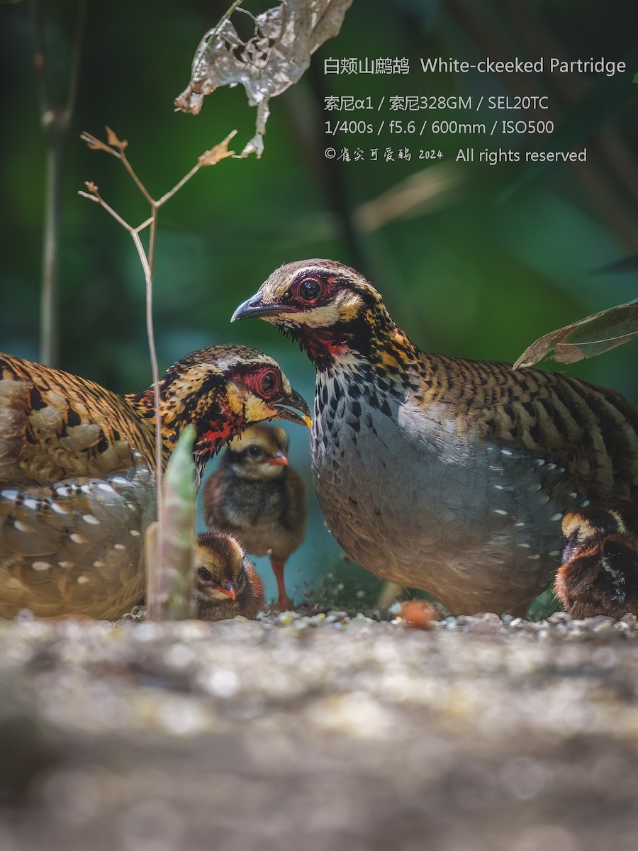 White-cheeked Partridge - 雀实可爱 鸦