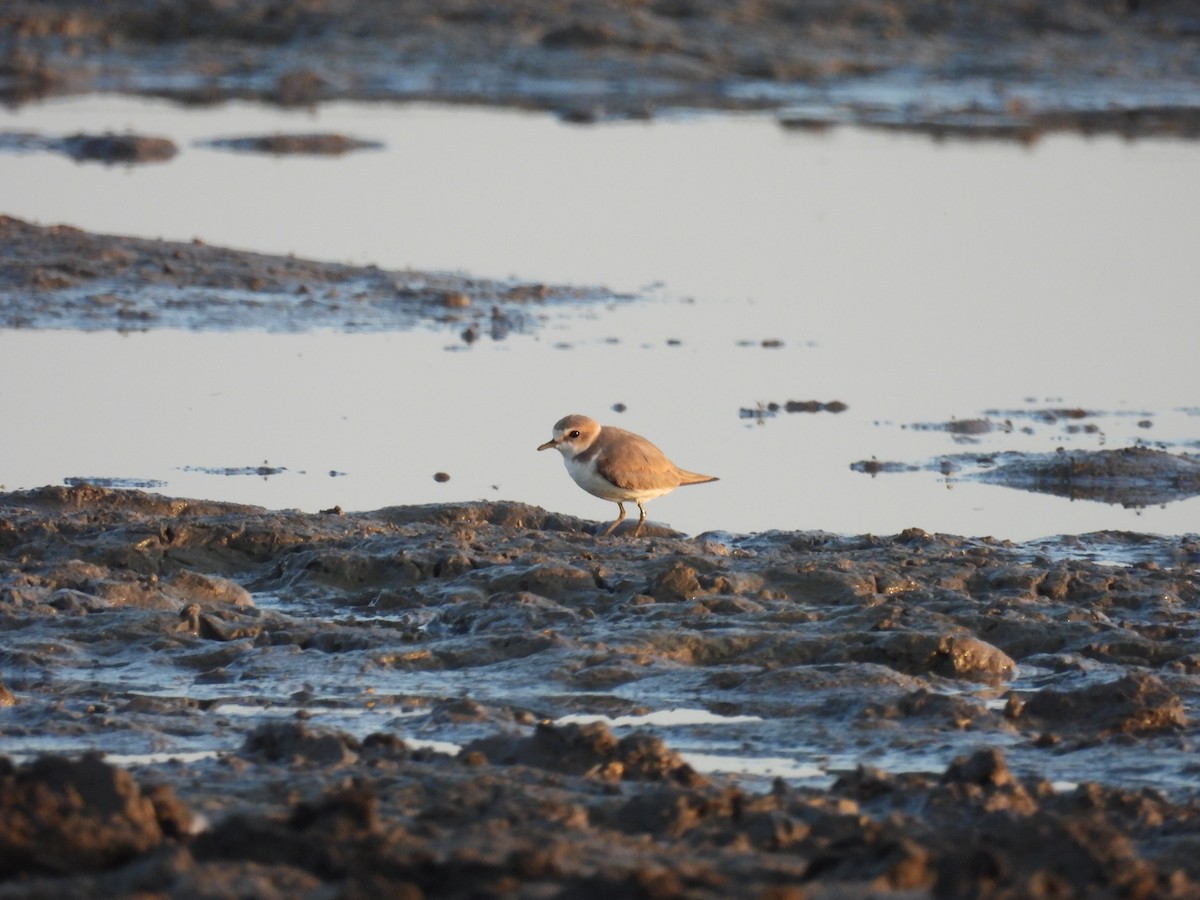 Kentish Plover - Ramesh Desai