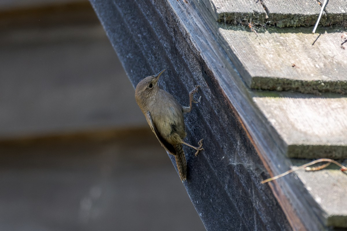 House Wren - ML618359808