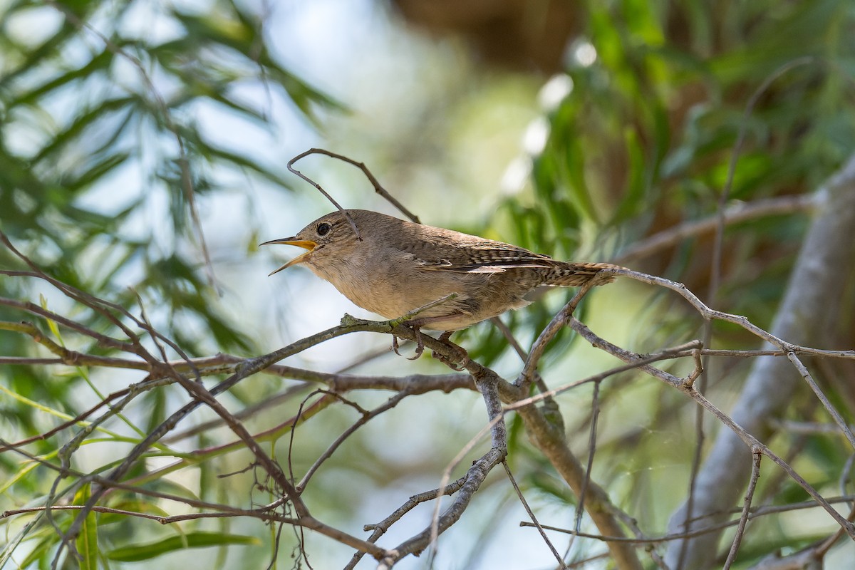 House Wren - ML618359810