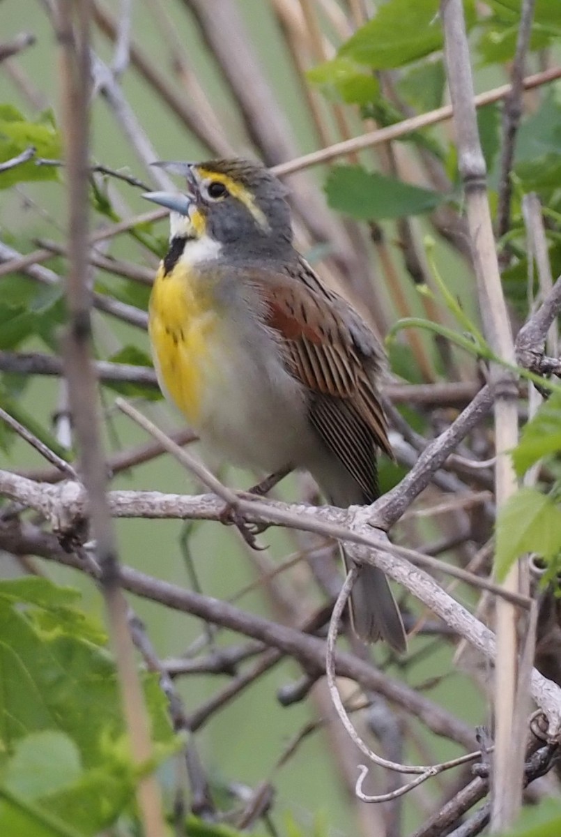 Dickcissel - ML618359831