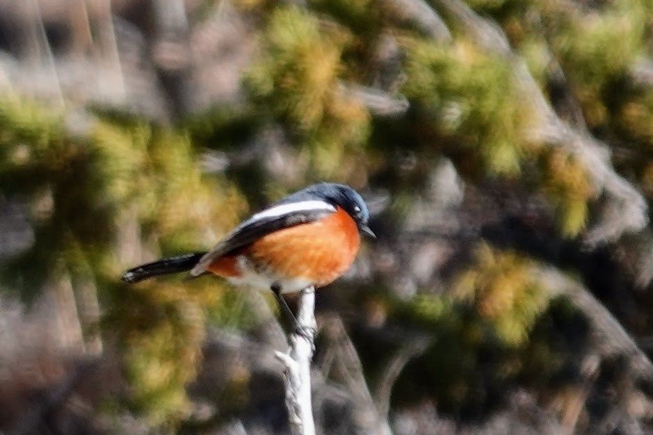 White-throated Redstart - ML618359845