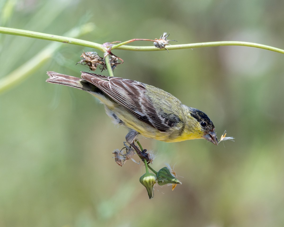 Lesser Goldfinch - ML618359846