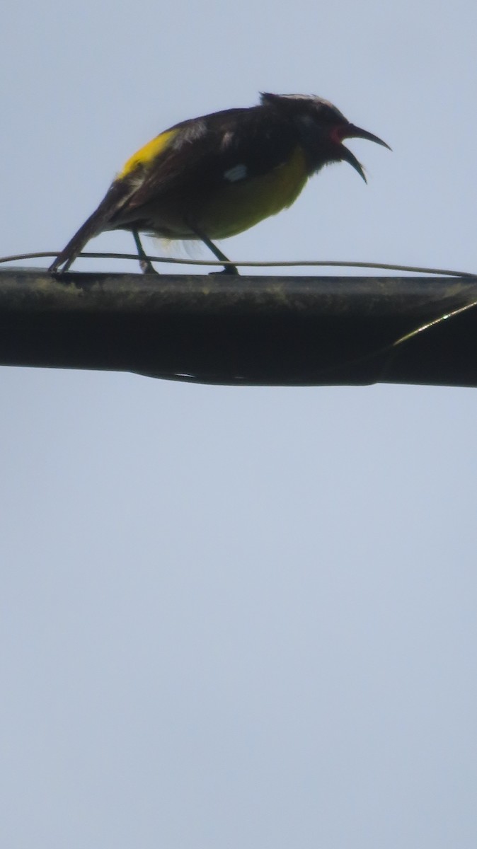 Bananaquit - Gregory Allen