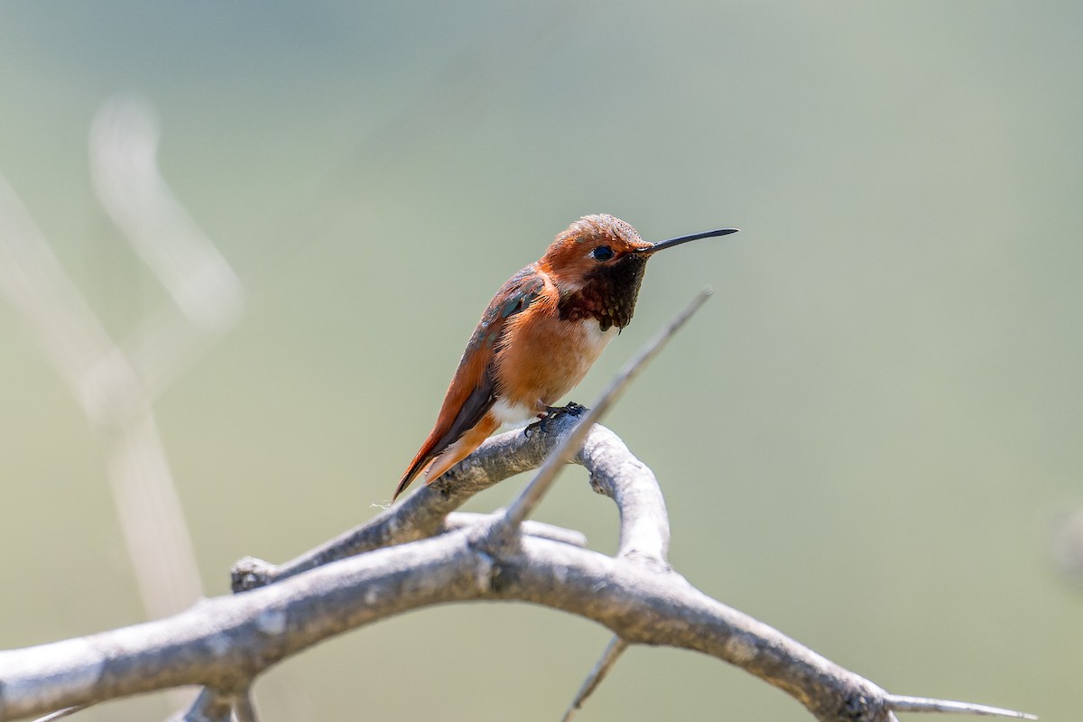 Allen's Hummingbird - Ruslan Balagansky