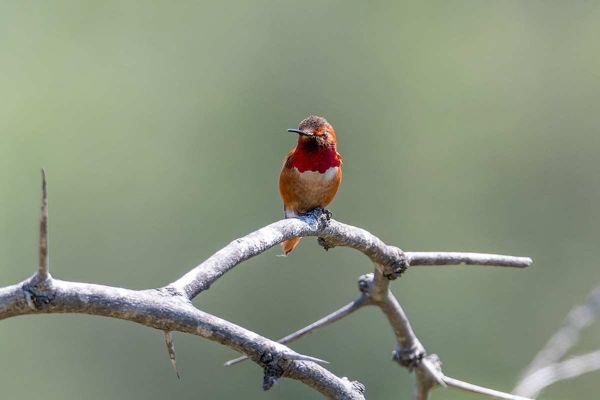 Allen's Hummingbird - ML618359876