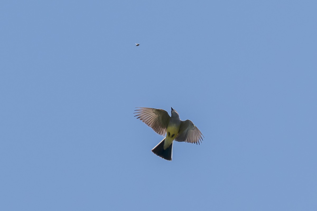 Western Kingbird - Ruslan Balagansky