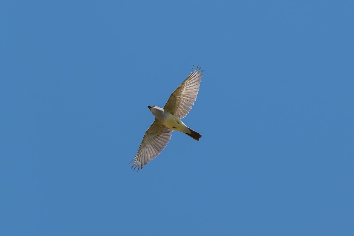 Western Kingbird - ML618359930