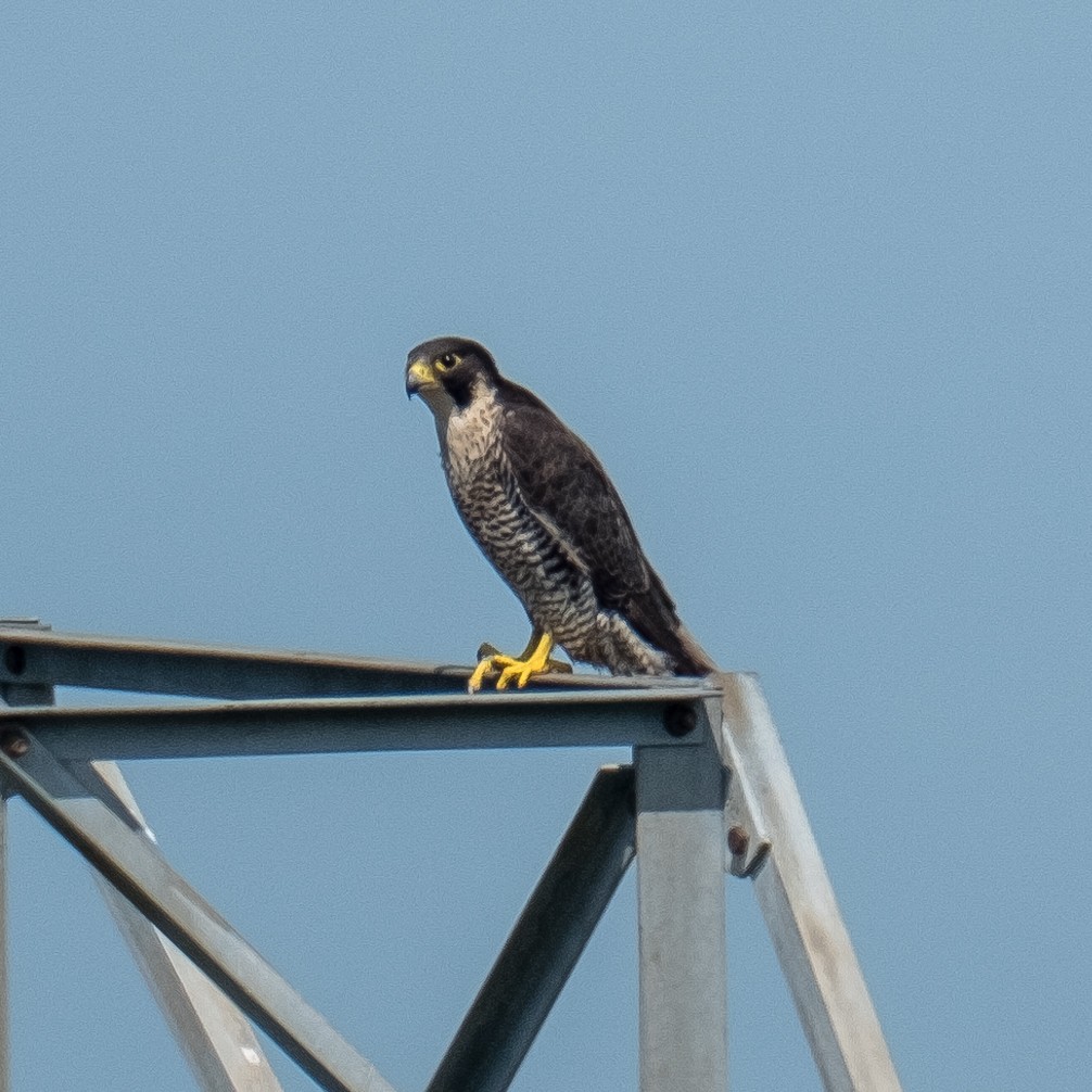 Peregrine Falcon - Daria Semenova