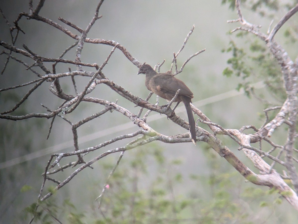 Plain Chachalaca - ML618359933