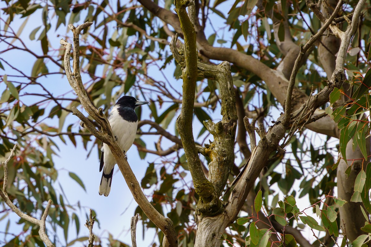 Pied Butcherbird - James Churches