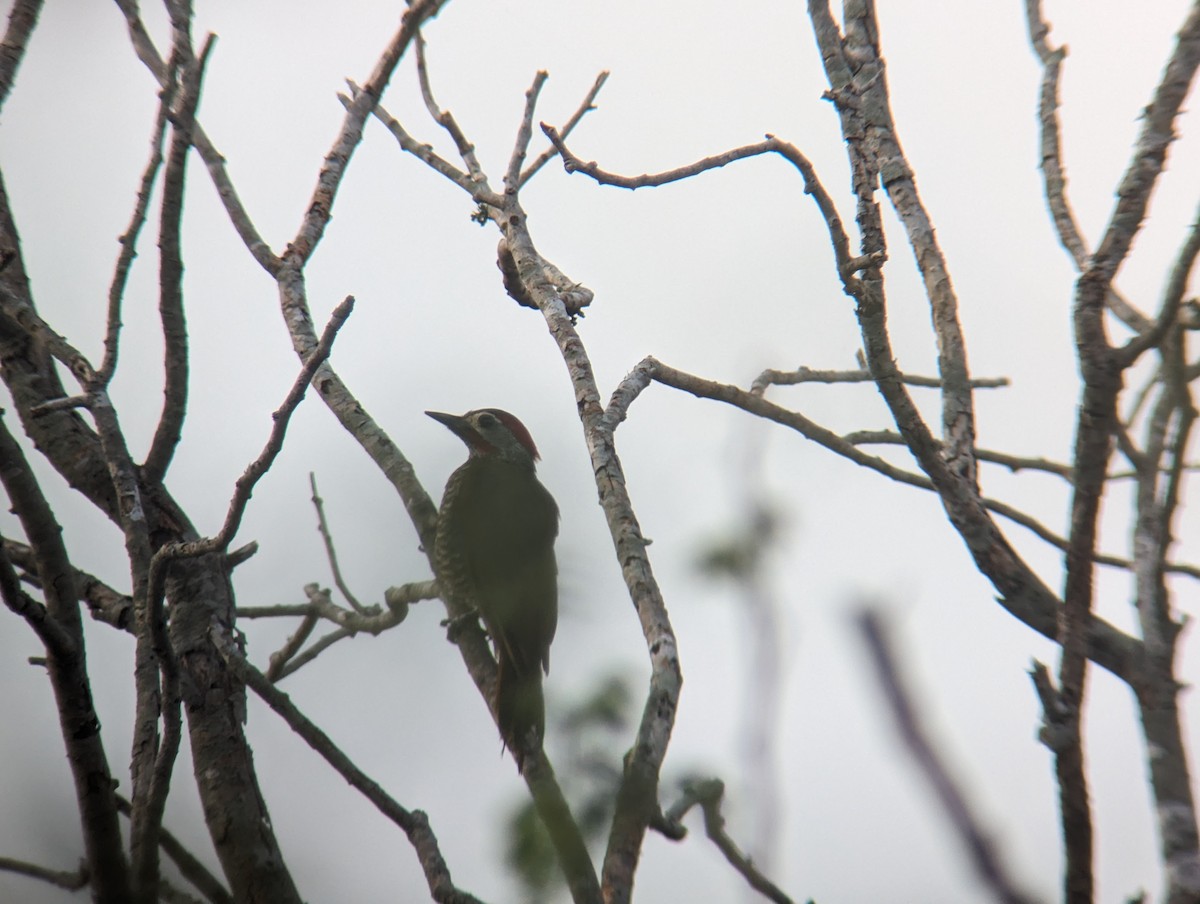 Carpintero Oliváceo (aeruginosus) - ML618359954