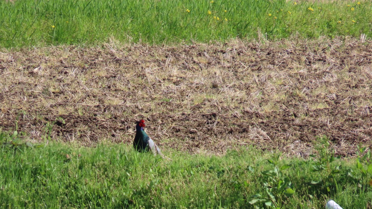 Green Pheasant - YUKIKO ISHIKAWA