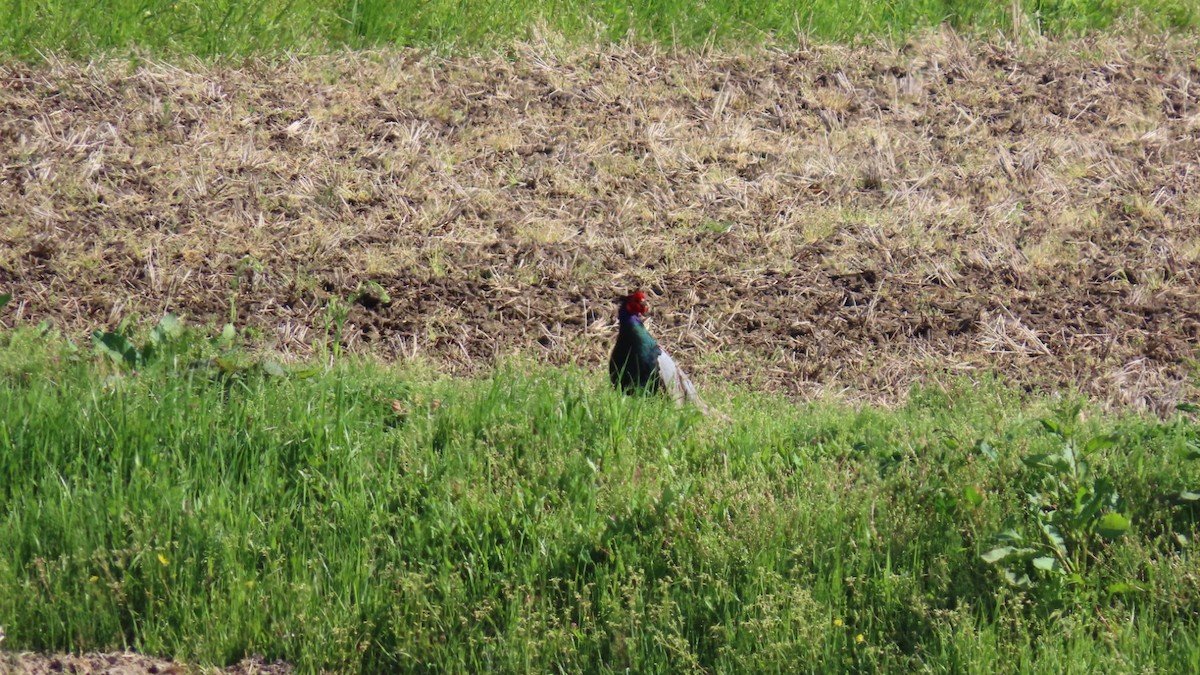 Green Pheasant - YUKIKO ISHIKAWA