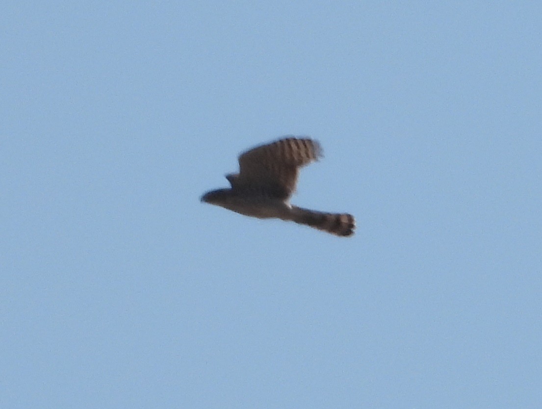 Cooper's Hawk - Rodney Macready