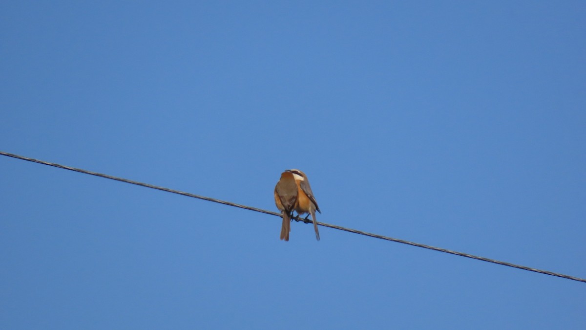 Bull-headed Shrike - YUKIKO ISHIKAWA