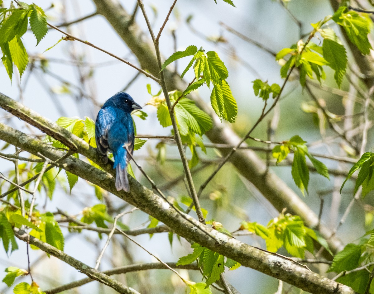 Indigo Bunting - ML618360054