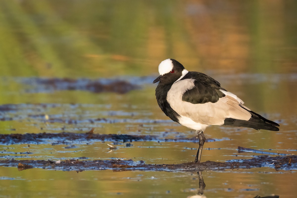 Blacksmith Lapwing - ML618360056