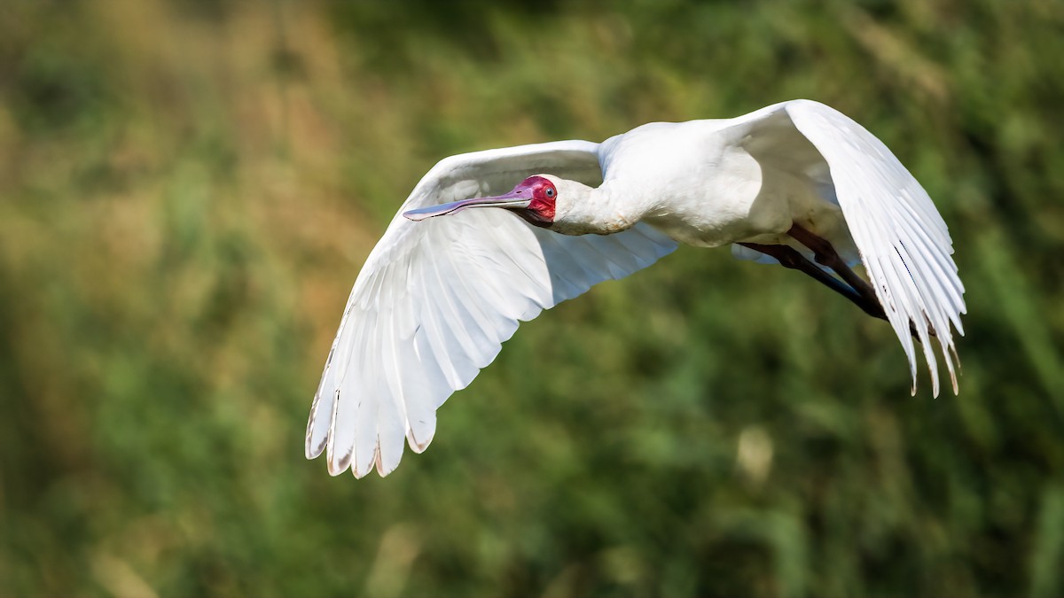 African Spoonbill - ML618360058