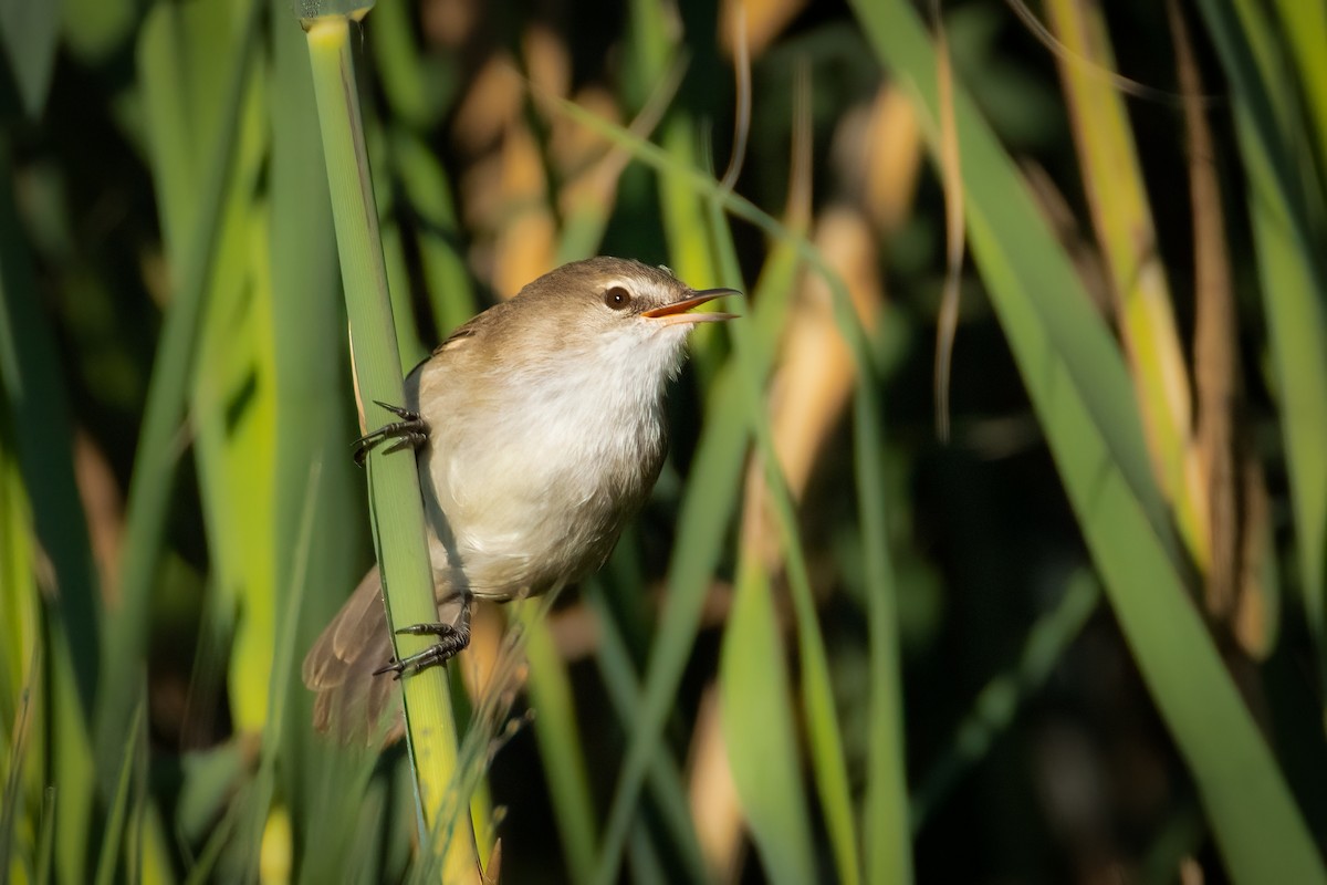 Lesser Swamp Warbler - ML618360061