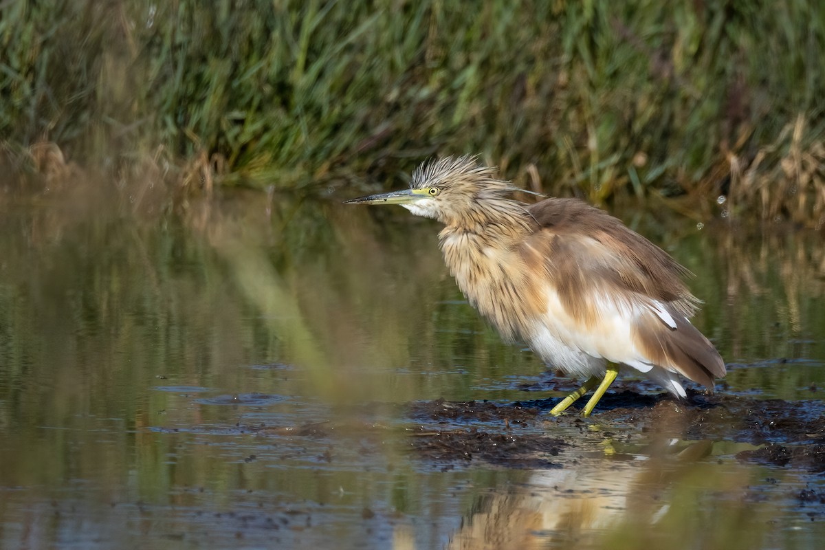 Squacco Heron - ML618360069