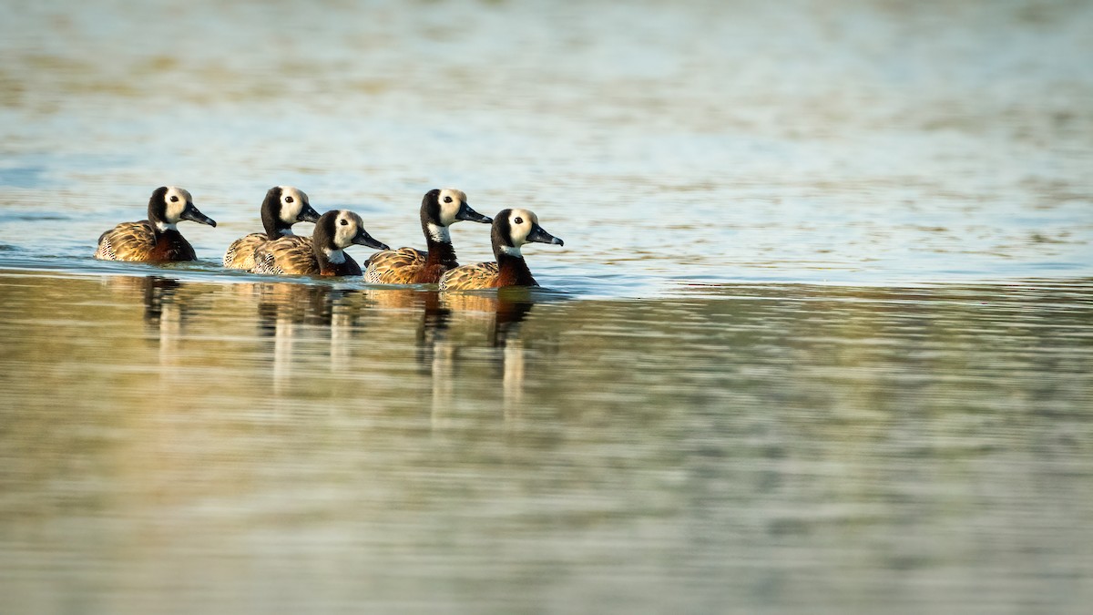 White-faced Whistling-Duck - Gareth Hazell