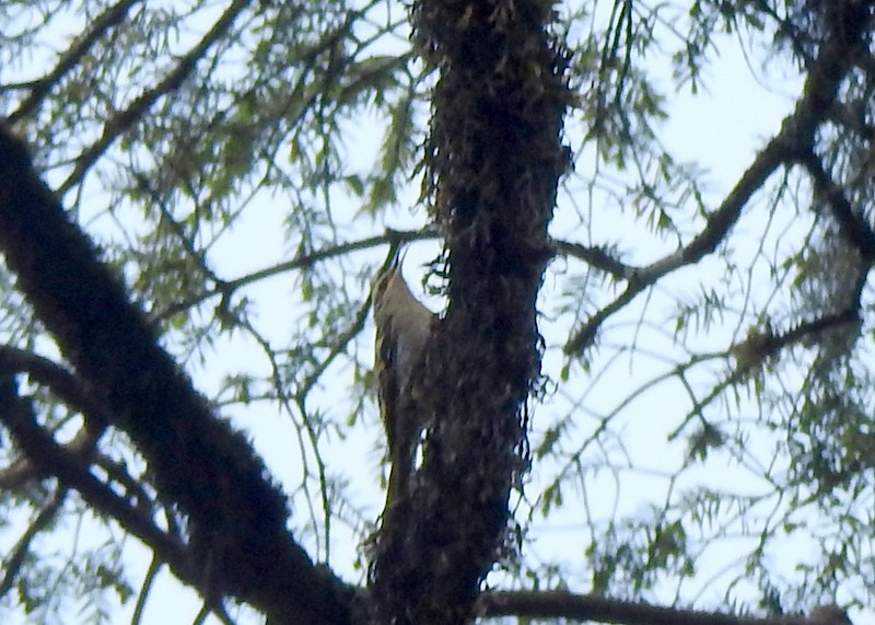 Sikkim Treecreeper - Rajaneesh  Ghadi