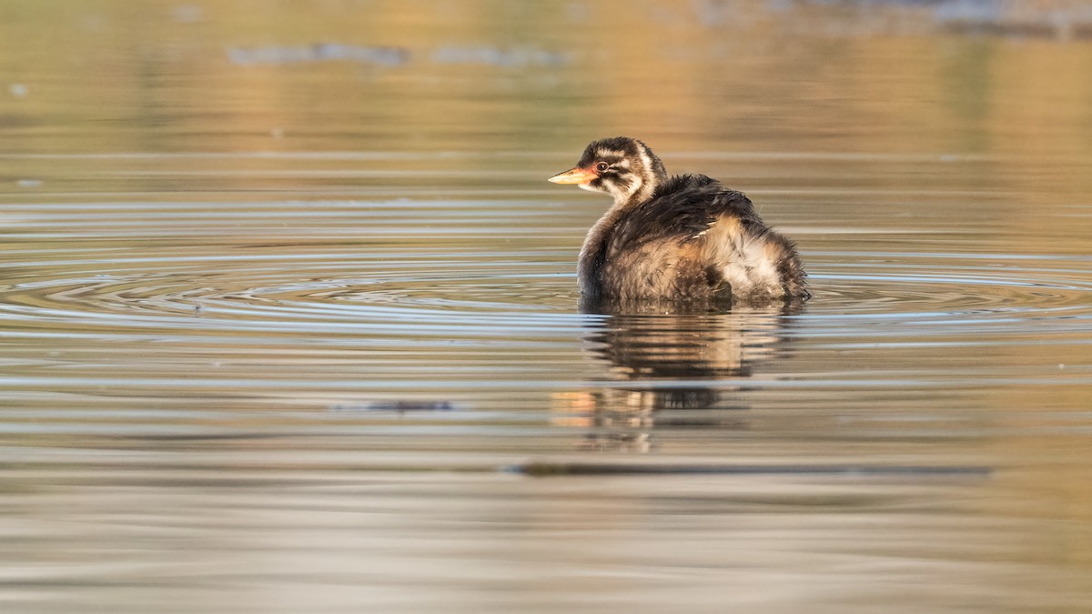 小鸊鷉 - ML618360079