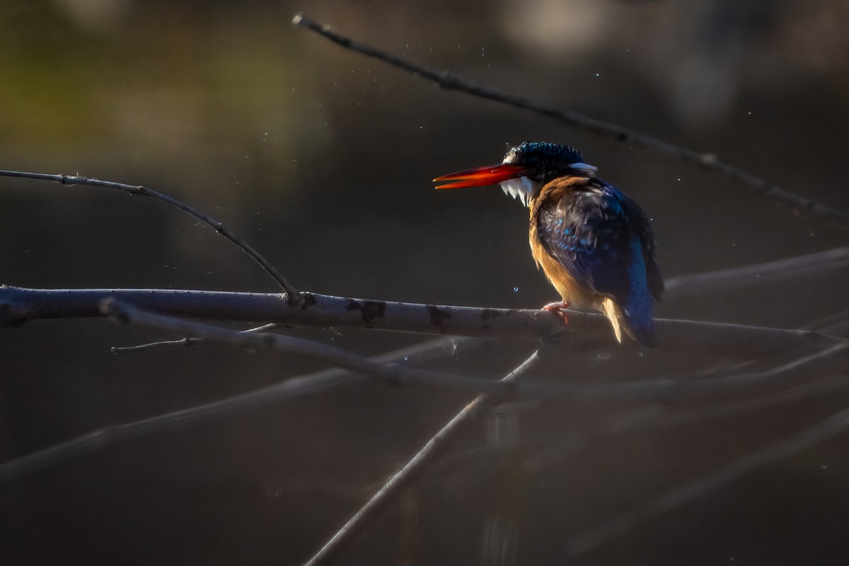 Malachite Kingfisher - ML618360083