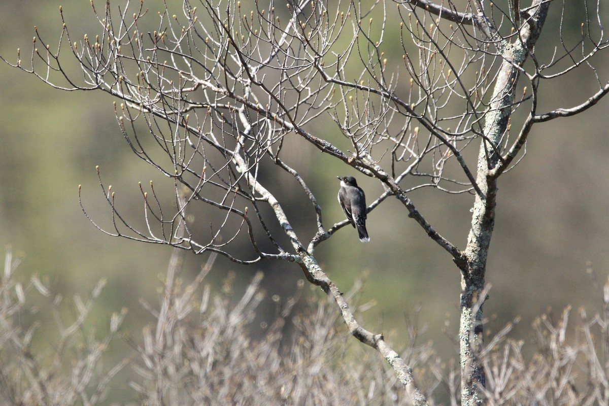 Eastern Kingbird - Kari Dietlin