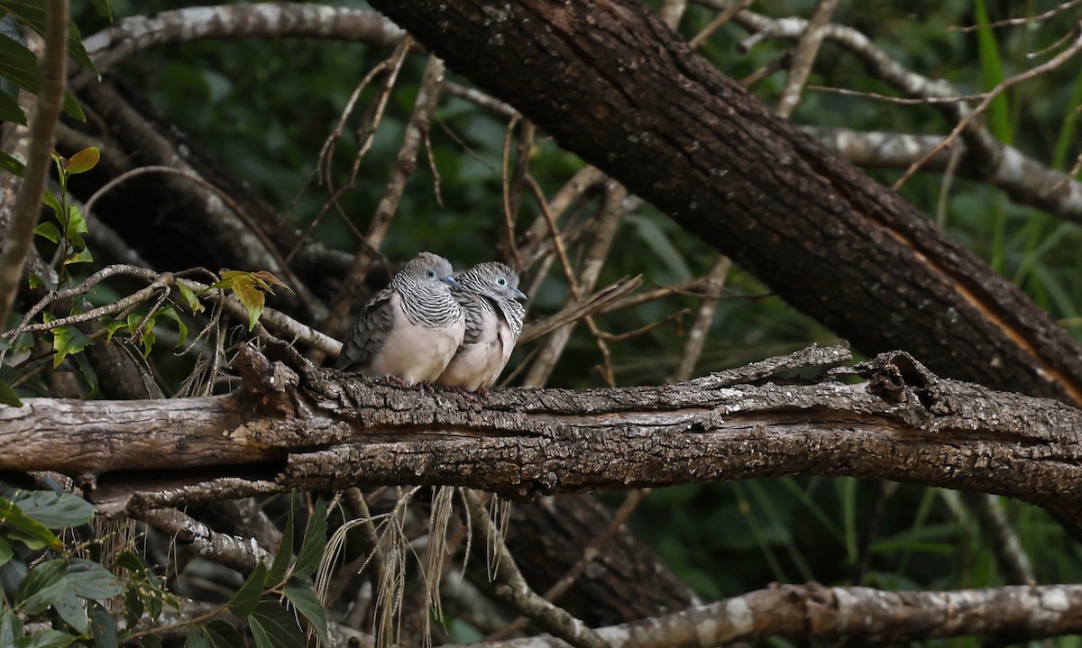 Peaceful Dove - ML618360096