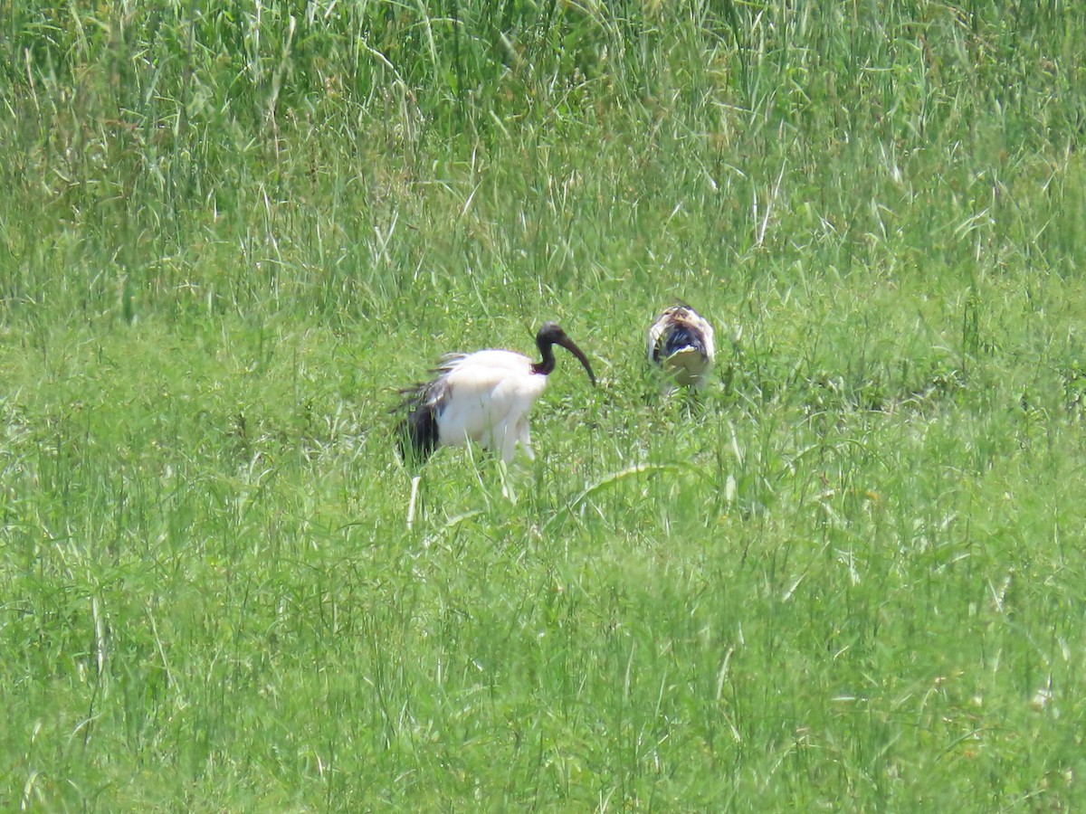 Ibis sakratua - ML618360108