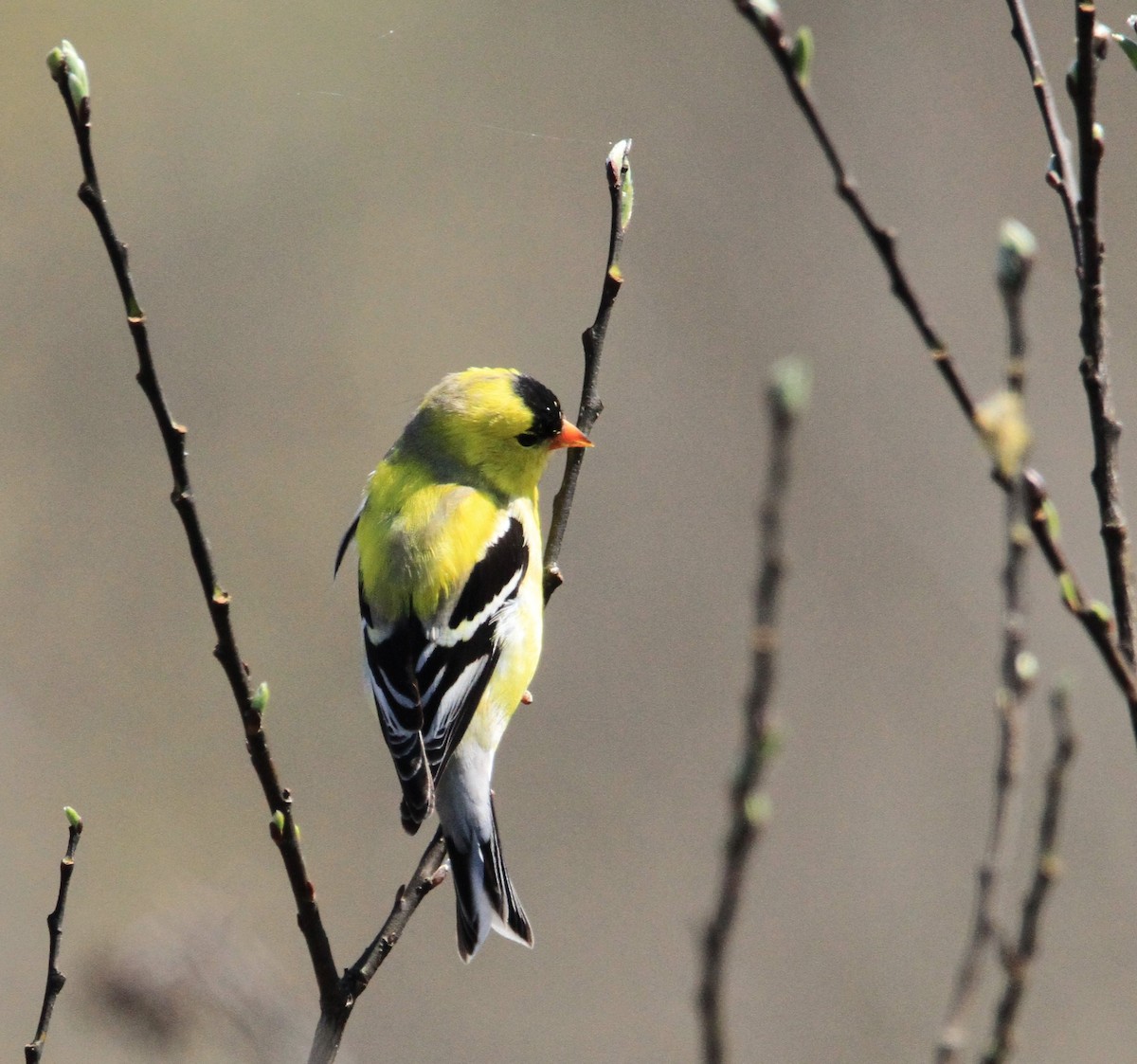 American Goldfinch - ML618360123