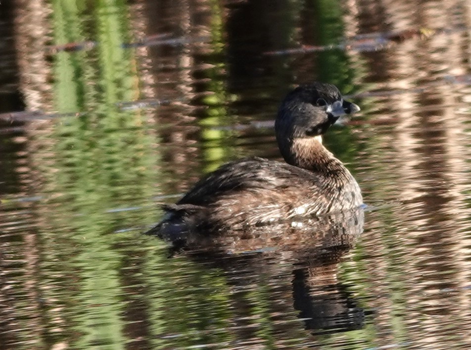 Pied-billed Grebe - franci Holtslander