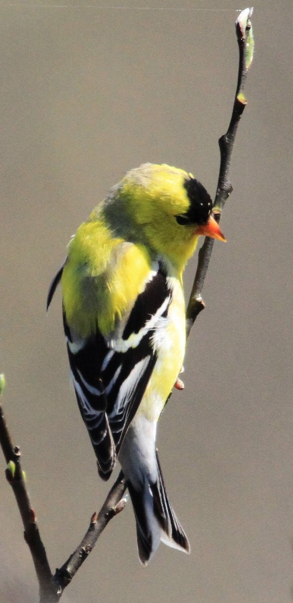 American Goldfinch - ML618360129