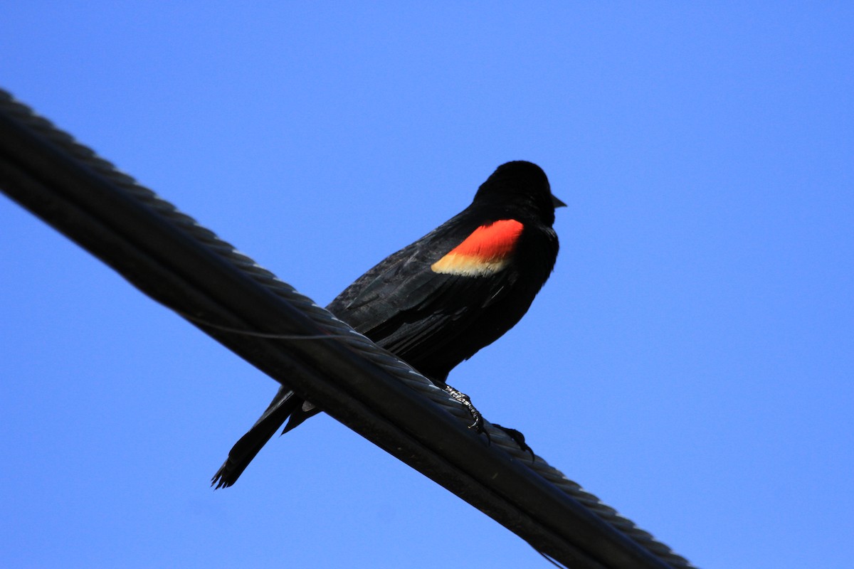 Red-winged Blackbird - ML618360146