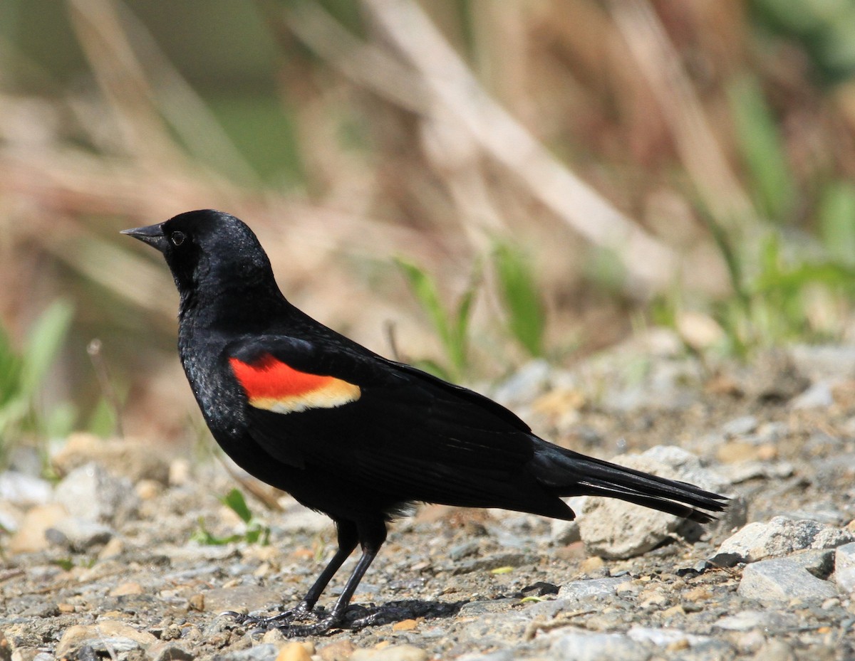 Red-winged Blackbird - ML618360150